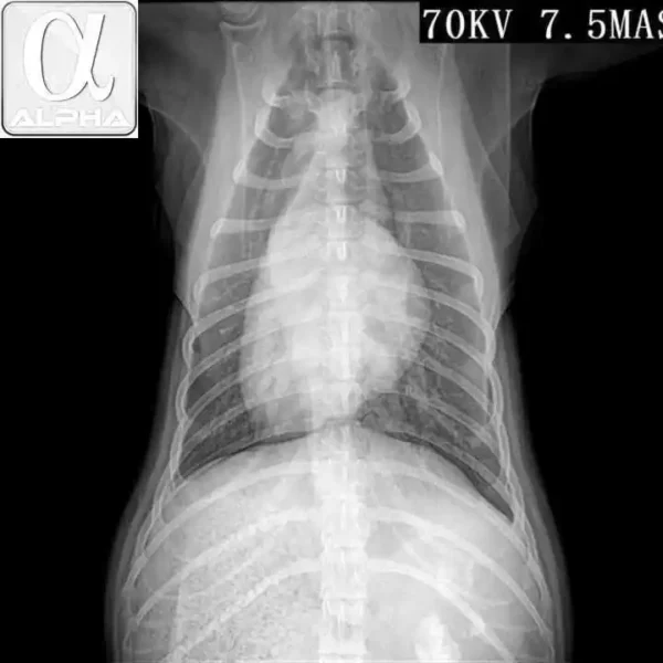 Medical 17*17 Wired Flat Panel Detector  X Ray Machine Flat Panel Detector - Image 4